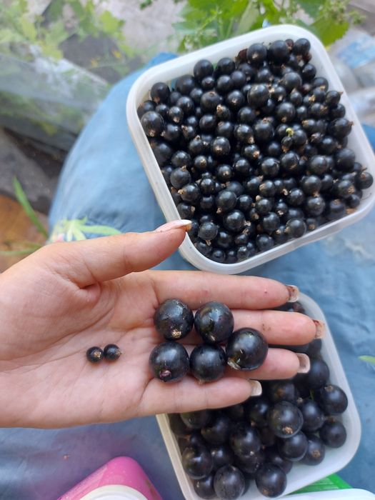 Чёрная смородина 2500 тенге