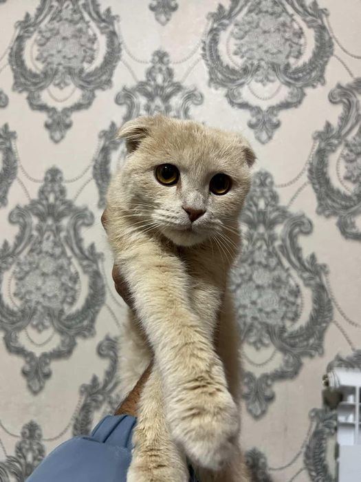 Скотич фолт мушиги 5 6 ойликк