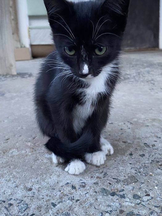 Отдаётся котёнок в добрые руки