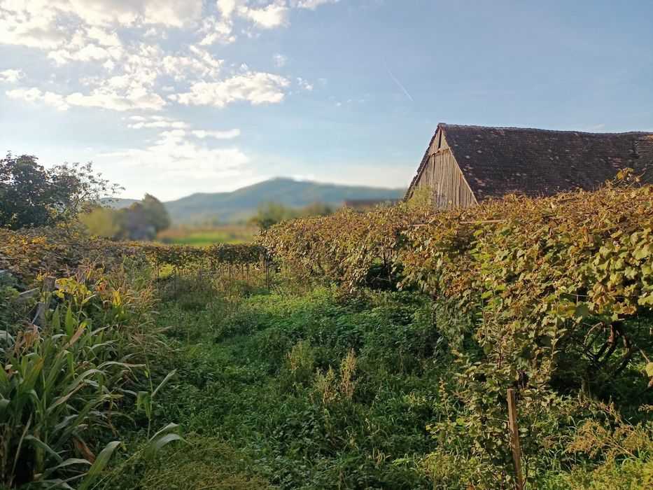 Proprietate la munte