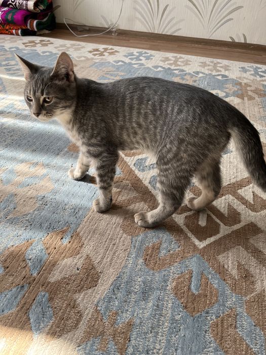 Мысық беремін тегін