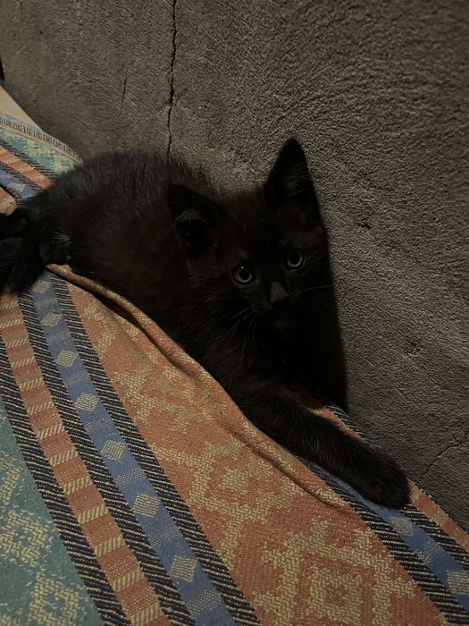 отдам котёнка, мальчик ему 1 месяц