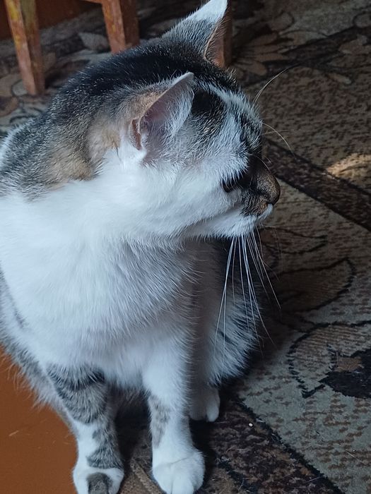 Отдам кота в добрые руки