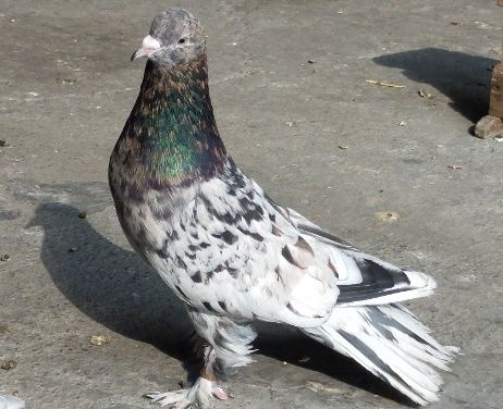 Продаются бакинские голуби.
