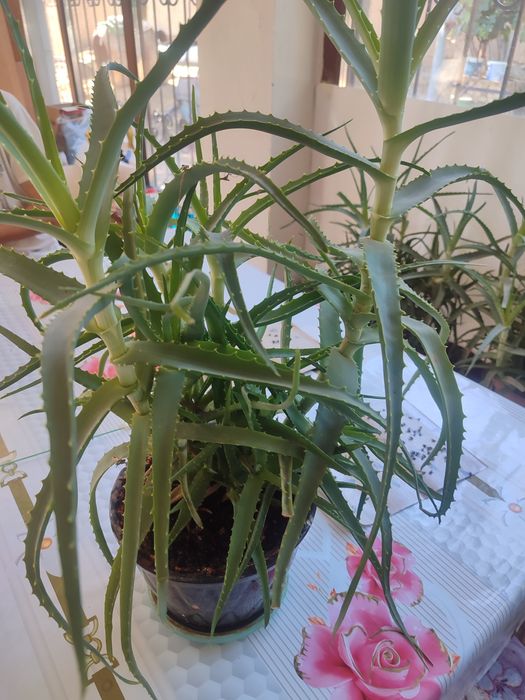 Продается алое лечебное