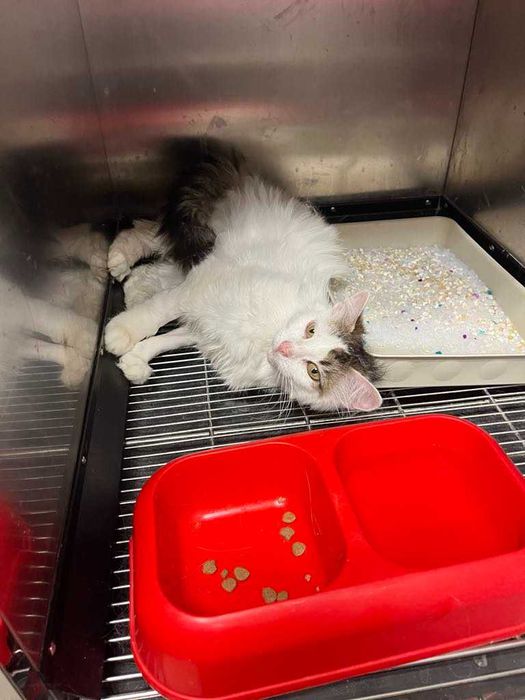 Млада котка, пухкава, мила, търси своите грижовни стопани.