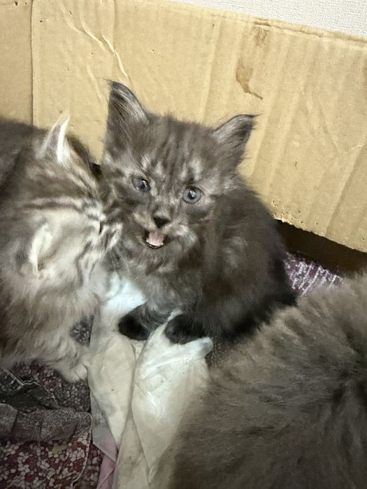 Отдам котят в добрые руки