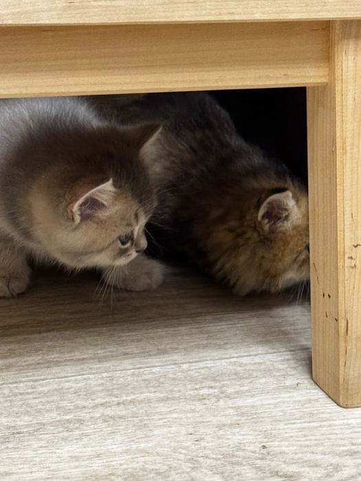 Продаются котята  британцы
