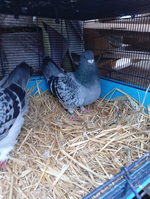 Vând standard  porubei