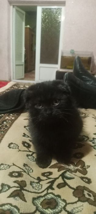 Продам котенка не дорого