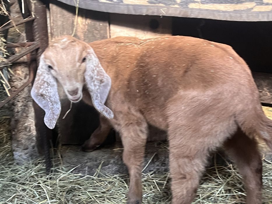 Tapisori si iedute anglonubian