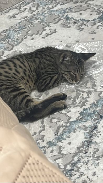 Котенок домашний