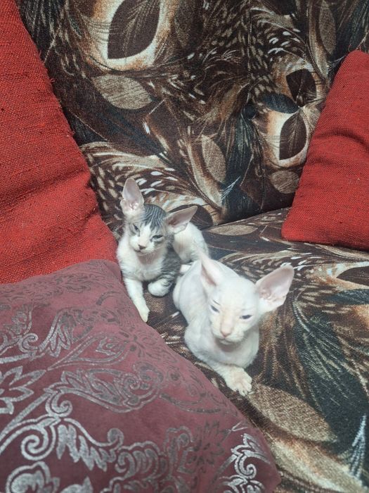 Продам котят породы Сфинкс