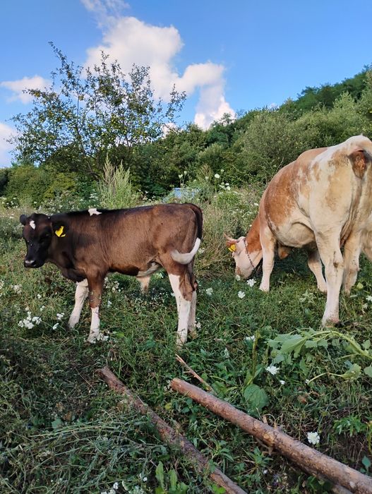 Tăuraș de vânzare