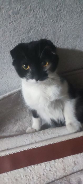 Вислоухая кошка.