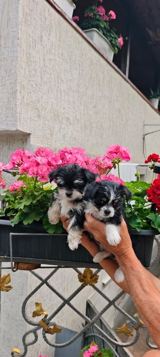Продам щенят болонки