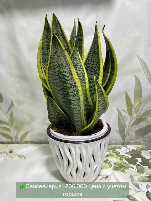 Сансевиерия и др растения