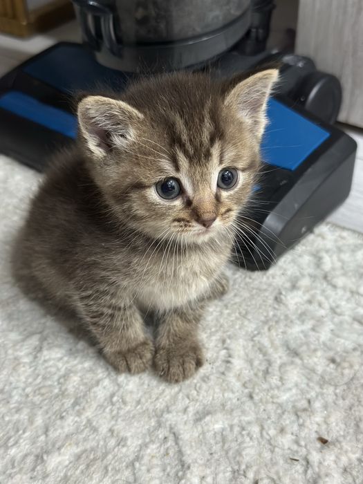 Отдам котят 1.5мес