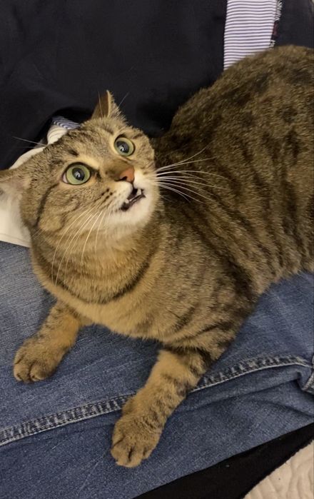 кошка стерелезованная