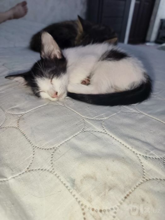 Отдам котят в добрые руки.