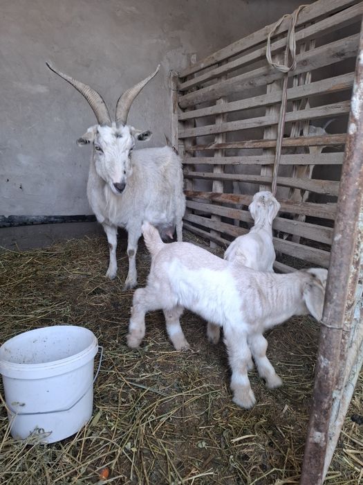 Альпи француз сүтті ешкі, 4-5л сүті бар