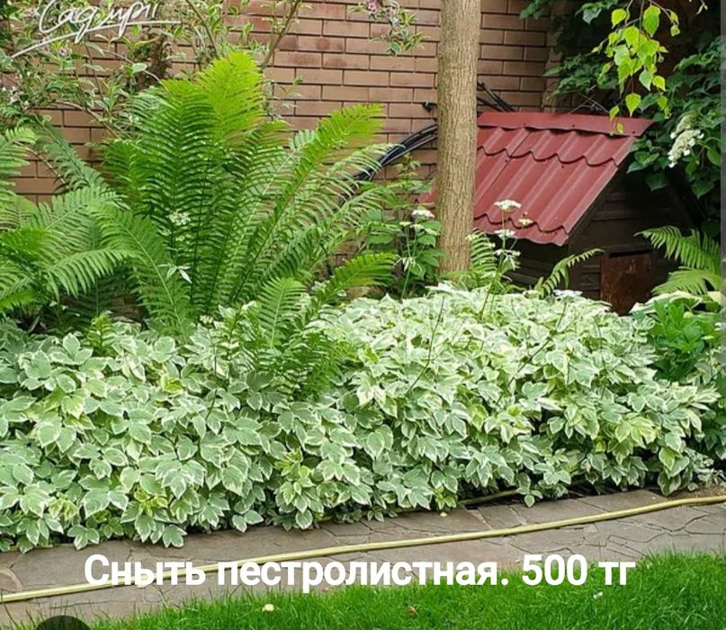 Многолетние цветы