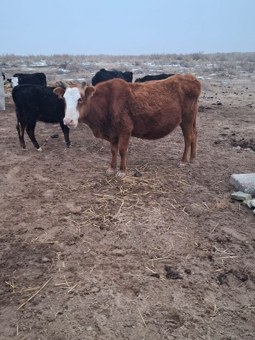 Сиыр,қашар,баспақтар саудасы бар