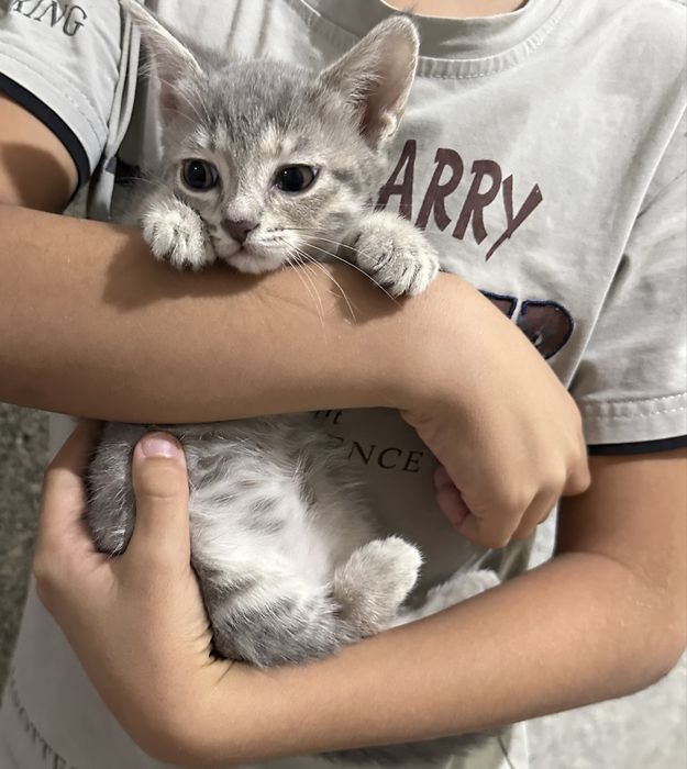 Котята в хорошие руки