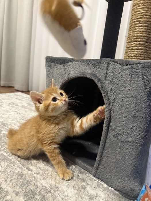 Отдам котенка бесплатно