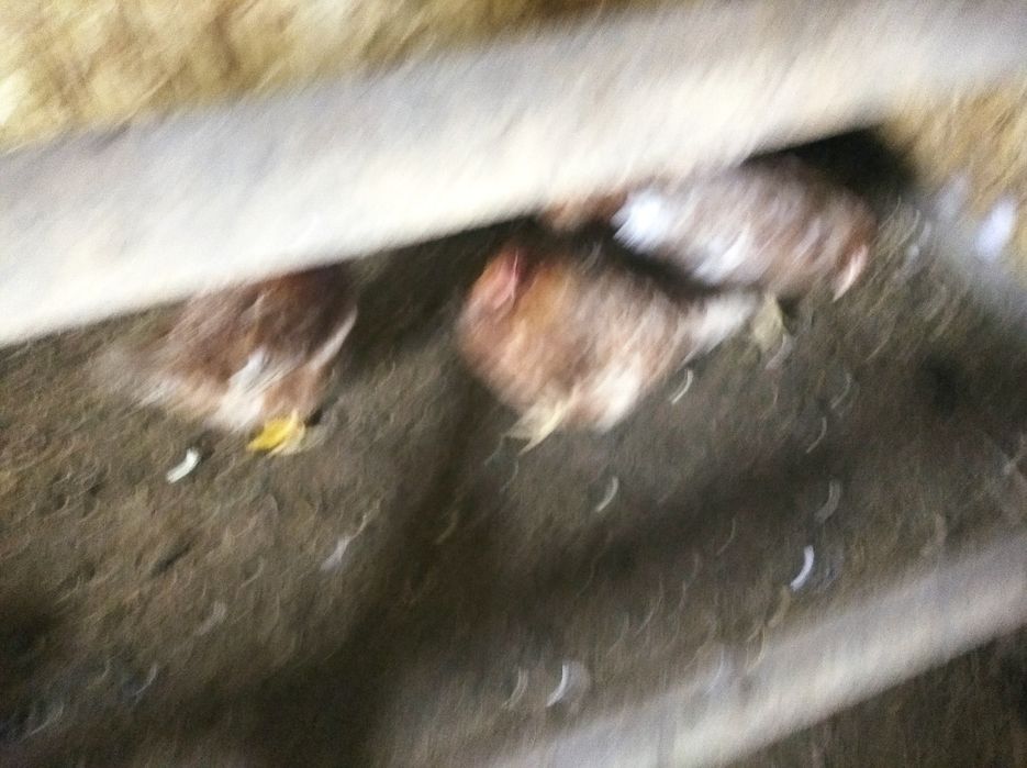 Кур Несушек порода родонит