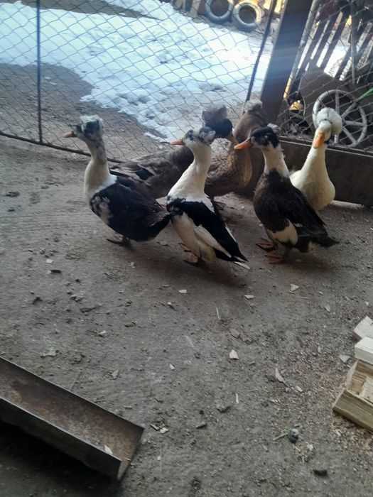 Rațe cu moț familie