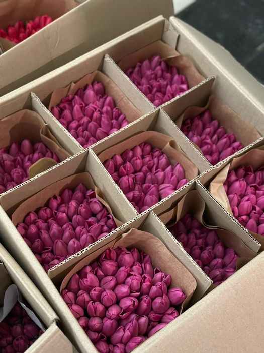 ТЮЛЬПАНЫ от 700 тг