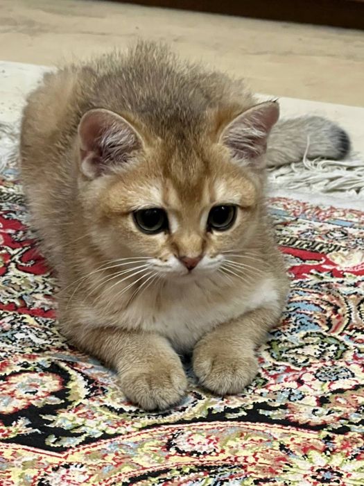 Продаются котята Британские Шиншиллы пу11