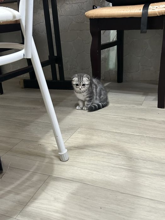 Продам котенка девочка