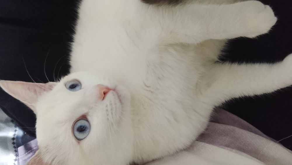 Кошка на вязку мы девочка Ищим мальчик