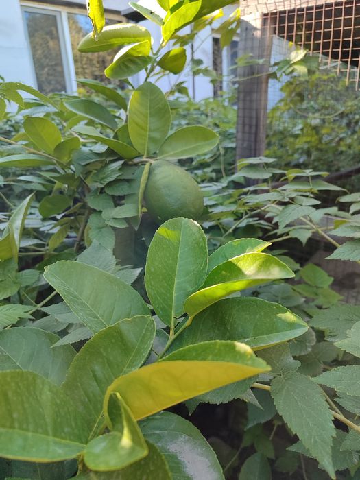 Саженец молодого лимона