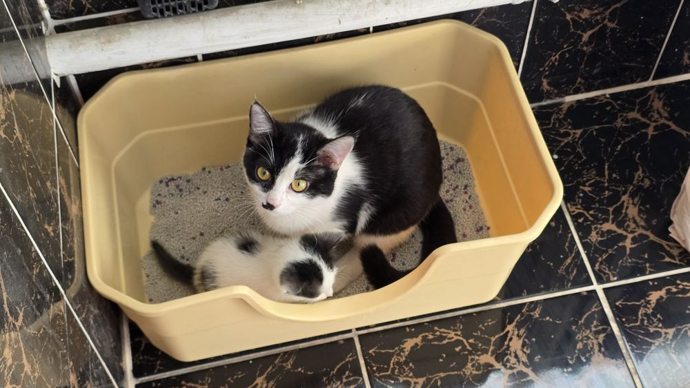 Котята девочки в добрые руки.