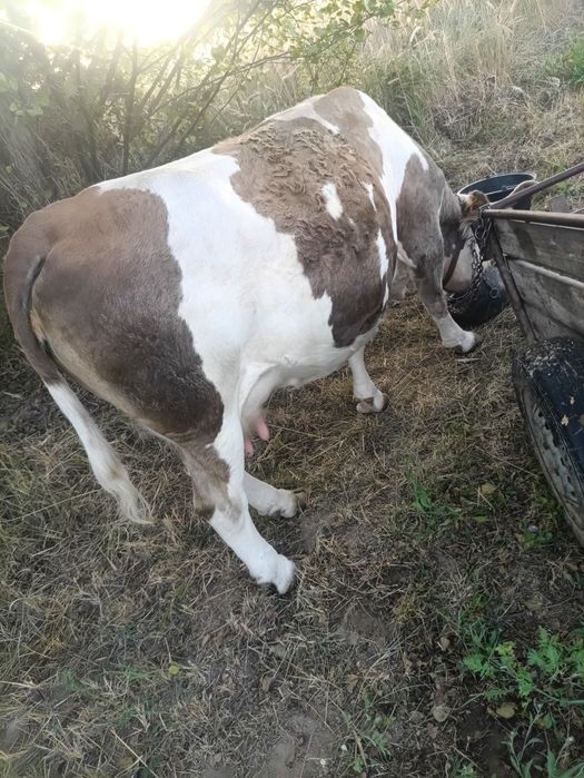 Vând vaca gestanta de 4 luni