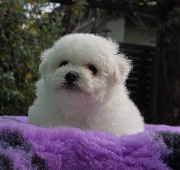 Bichon Frise  cu pedigree FCI