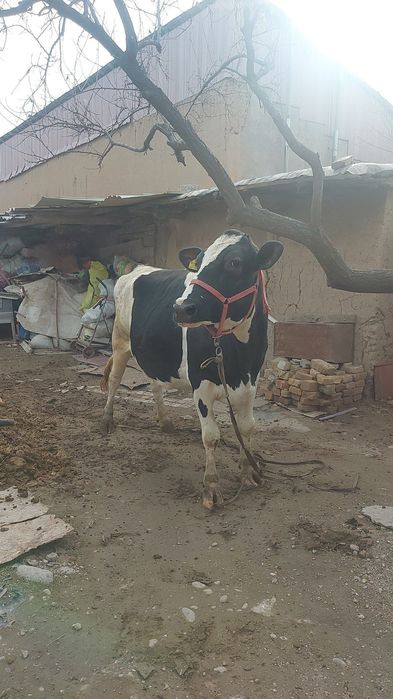 Golshteyn sigir sotiladi