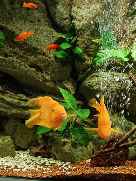 Vând 2 pești papagali mascul și femelă 25-30 cm adulti