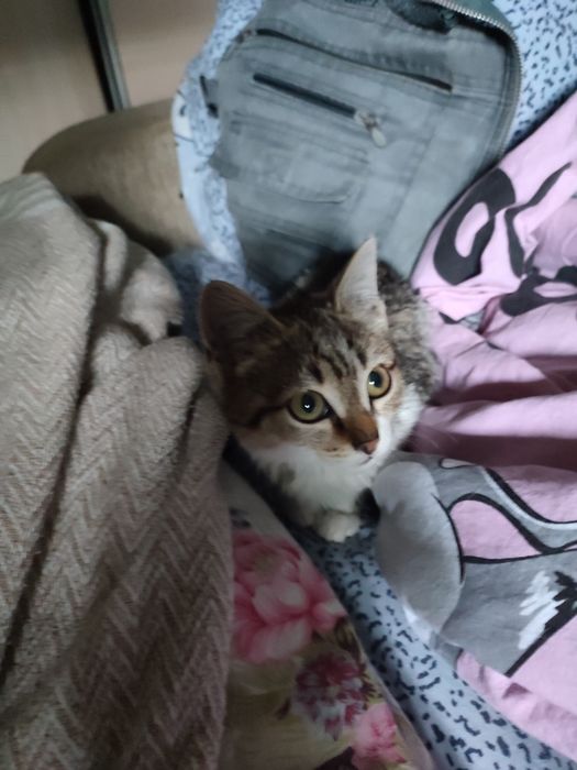 Котёнок маленький