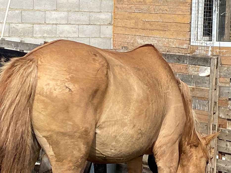 Байтал сатамын бес жасар