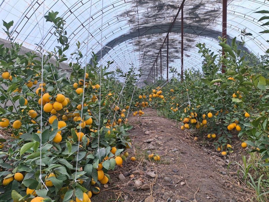 FARG’ONA , Rishton Tumanida tayyor biznes arzon narxda sotiladi .