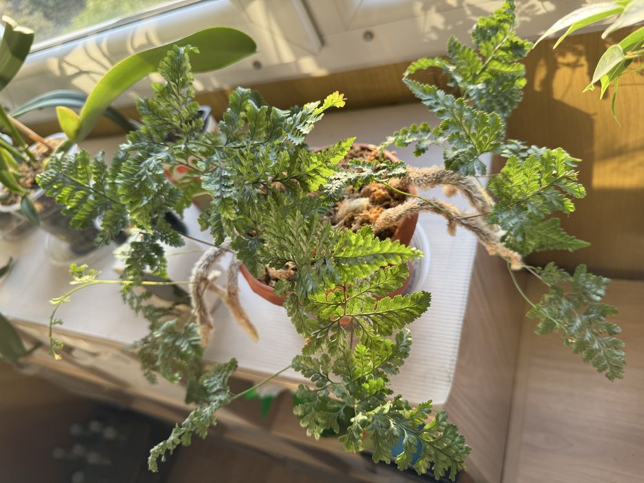 Папоротник Даваллия