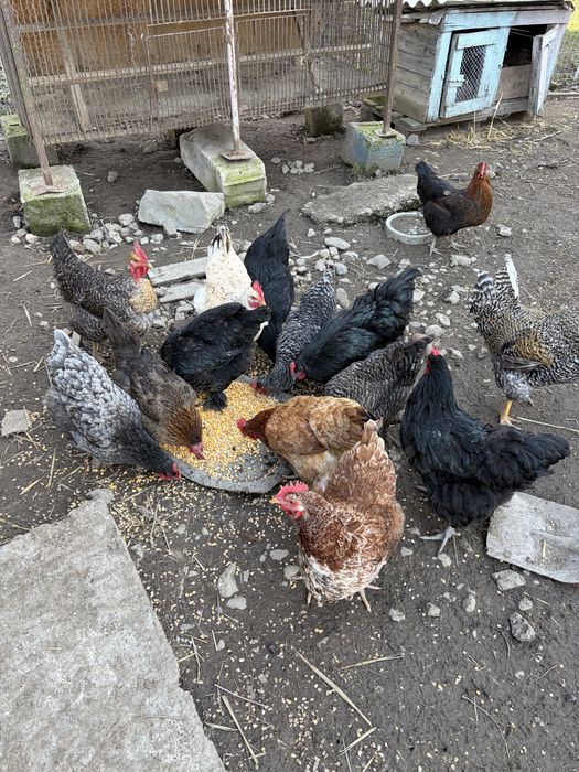 Oua de incubat de la gainile din imagine