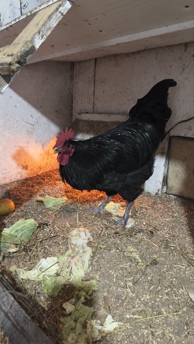 Продам петушка джерсийский гигант