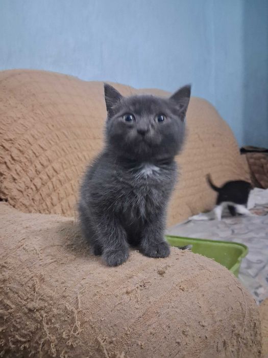 Отдам котят в хорошие руки