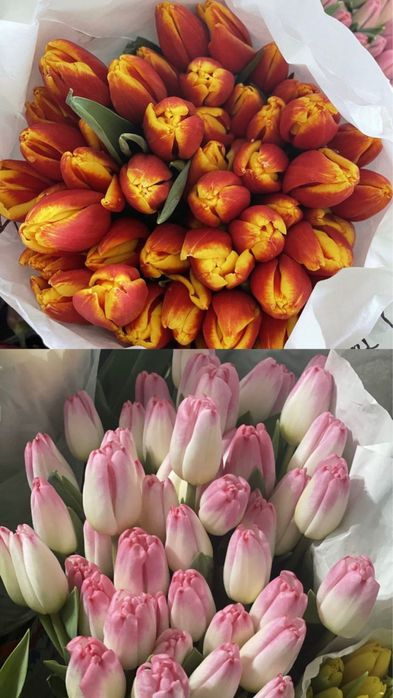 Голландские тюльпаны!