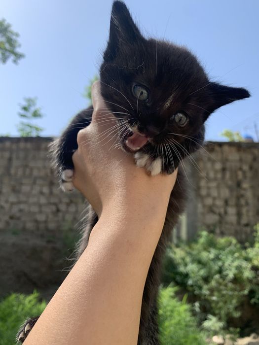 Котенок к лотку приучен